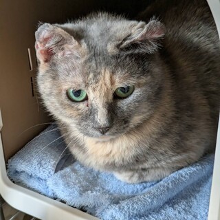 アメリカンカールもどき？