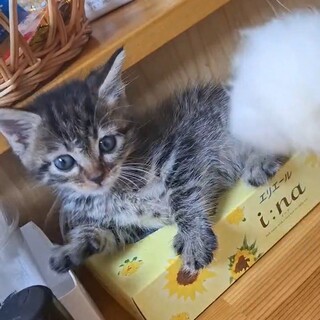 人も猫も大好き！甘えん坊ベタベタ仔猫一ヶ月位