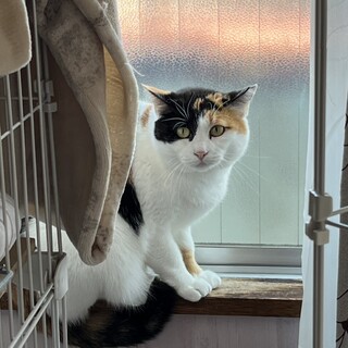 正統派三毛ちゃん