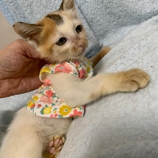 グルーミング下手の可愛い三毛猫ナンちゃん