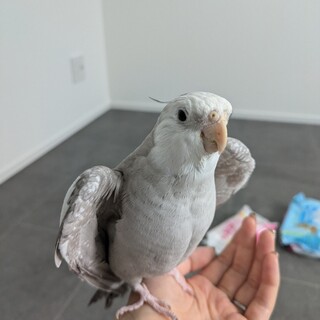 オカメインコ♂