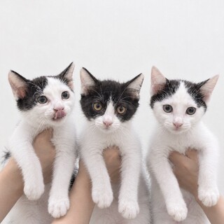 可愛い盛りの子猫たち❤️もず・まり・みり