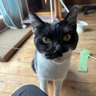 はこもど です！ 可愛いオス猫