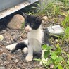 生後2ヶ月の子猫！里親さん募集中◎ サムネイル2