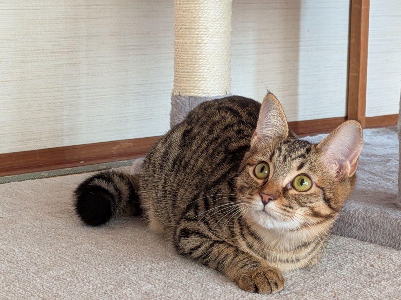 ピット