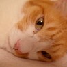 こまめ