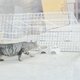 手作りの捕獲器で無事に保護