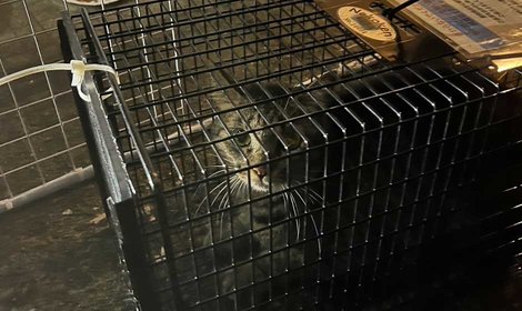 ショコラちゃんを無事に保護　家族そろって引っ越せることに