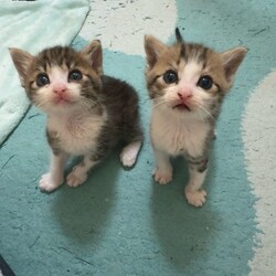 ★毎日が譲渡会★予約は不要です！「保護猫に会う」だけでも大歓迎！