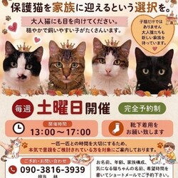 赤羽保護猫譲渡会（赤羽駅徒歩10分）