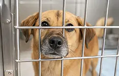 保健所収容ペット
