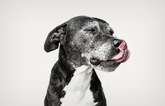 チャレンジサポーター