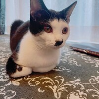 てん