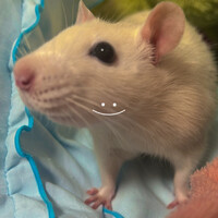 ラピス