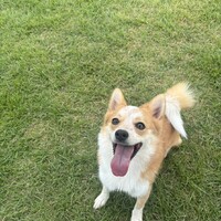 きなこ