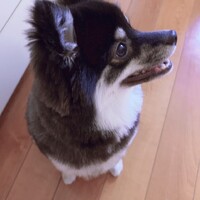 おもち