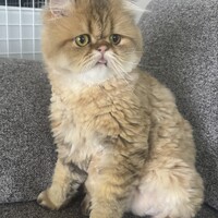 ポンすけ