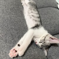 ポッケ
