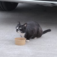 タビちゃん