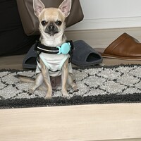 テト