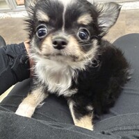 焼売