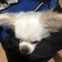 にゃ